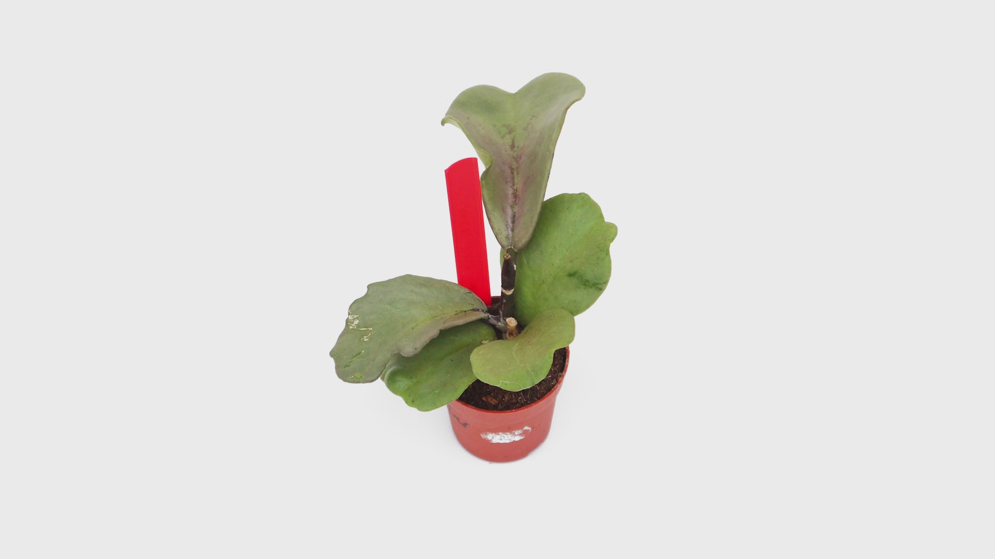 Hoya Kerii Silver *1