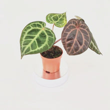 DocBlock Anthurium Red Crystal® '12' X Angela® '35' *1