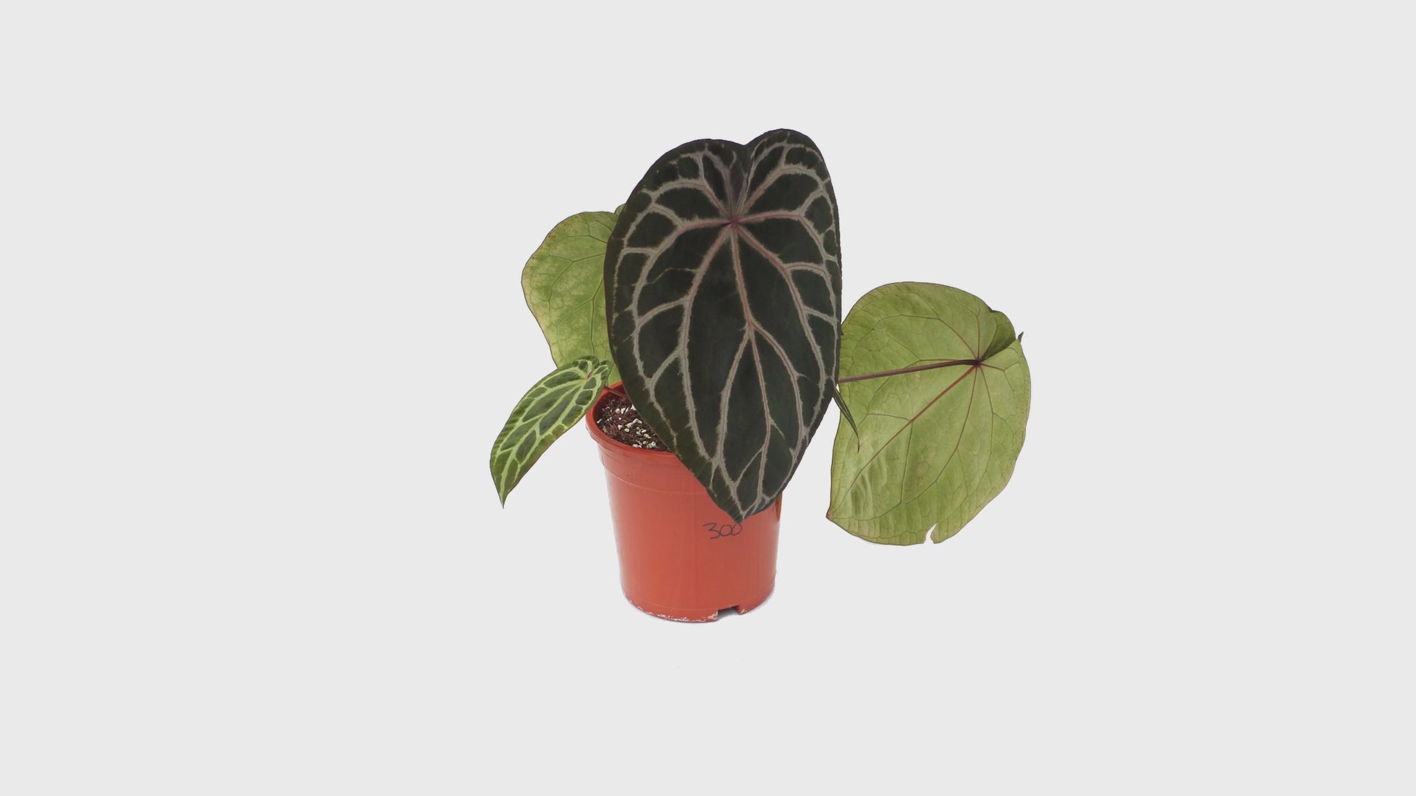 DocBlock Anthurium Zara® '14' X Home, Sweet Home® '32'