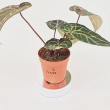 DocBlock Anthurium Zara® '33' X Home, Sweet Home® '32' *2