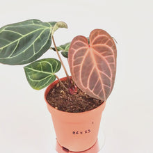 DocBlock Anthurium Orange® '26' X Michelle® '23' *1