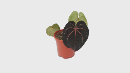 DocBlock Anthurium Zara® '29' × Purple Rain® '27'
