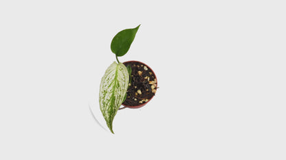Selected Monstera Devil Monster