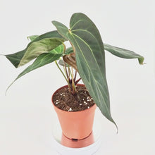 DocBlock Anthurium Dark & Handsome® '9' X Black Widow® '13' *6
