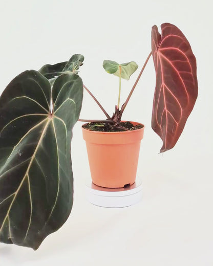 DocBlock Anthurium Black Widow® '43' X Red Velvet Cake® '24' *2