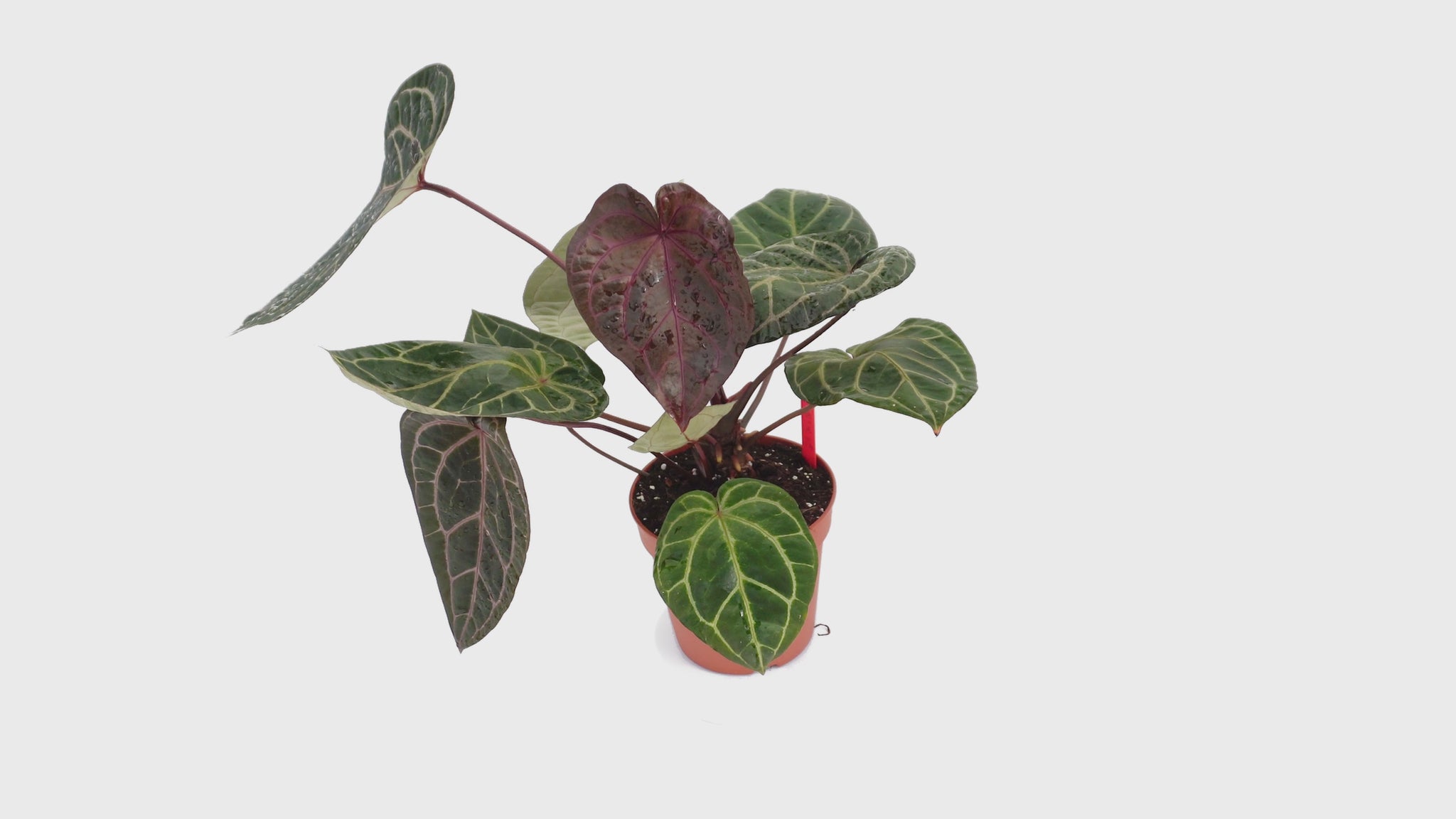 DocBlock Anthurium Zara® '31' X Crystal Red® '12' *1