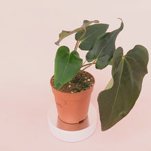 DocBlock Anthurium Dark & Handsome® '9' X Black Widow® '13' *3
