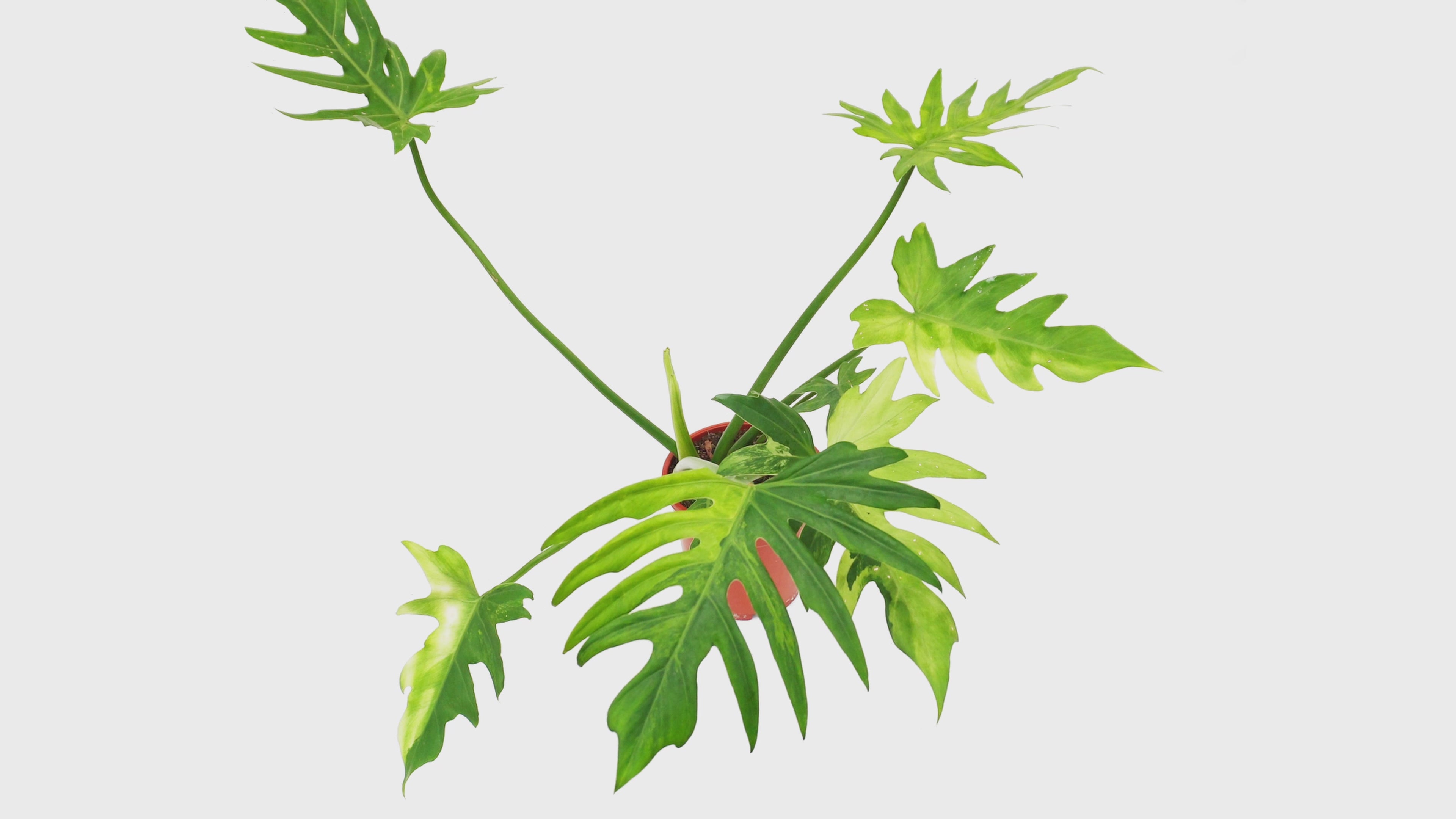 Video laden: Philodendron Radiatum Variegata *1