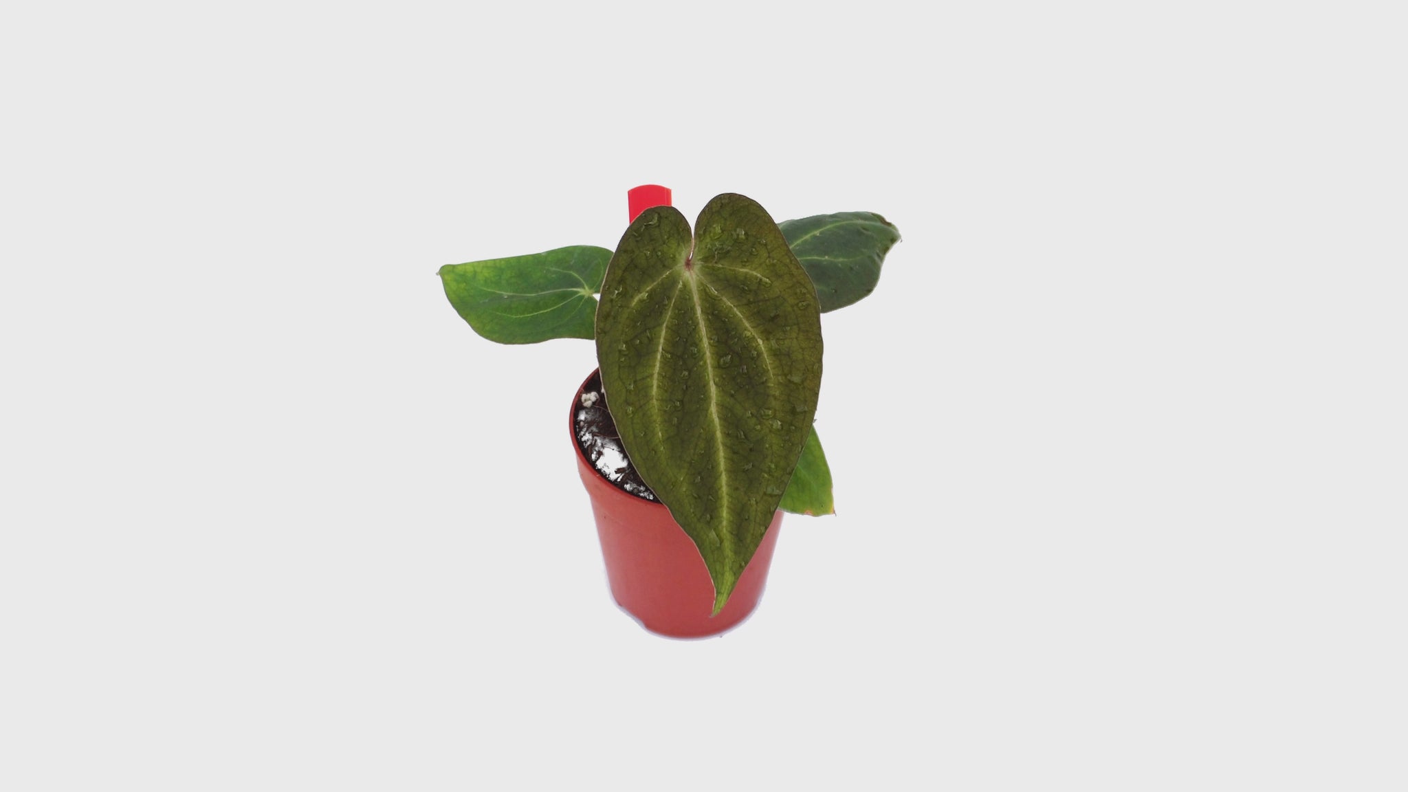 DocBlock Anthurium Michelle® '1' X Black Widow® '13' *1