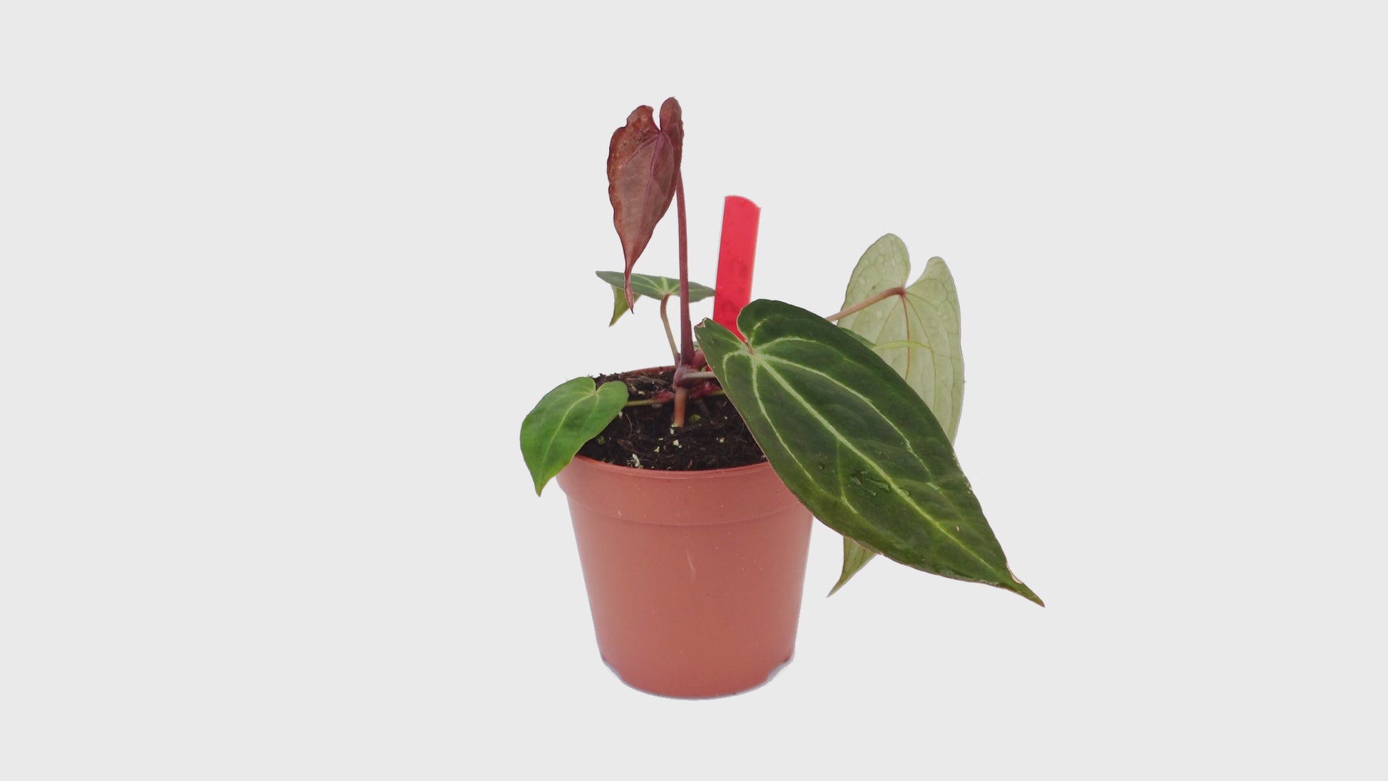 DocBlock Anthurium Michelle® '1' X Black Widow® '13' *9