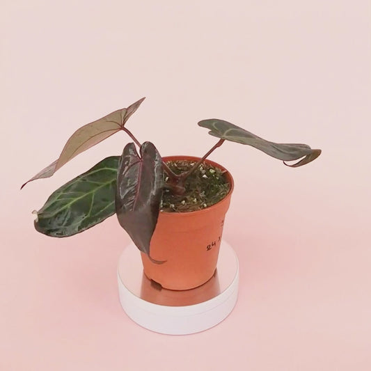 DocBlock Anthurium Red Velvet Cake® '24' X Red Velvet Cake® '24' *5