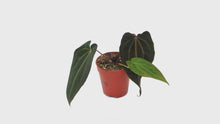DocBlock Anthurium (Red Velvet Cake® '24' × Dark & Handsome® '9') × Black Widow® '43'