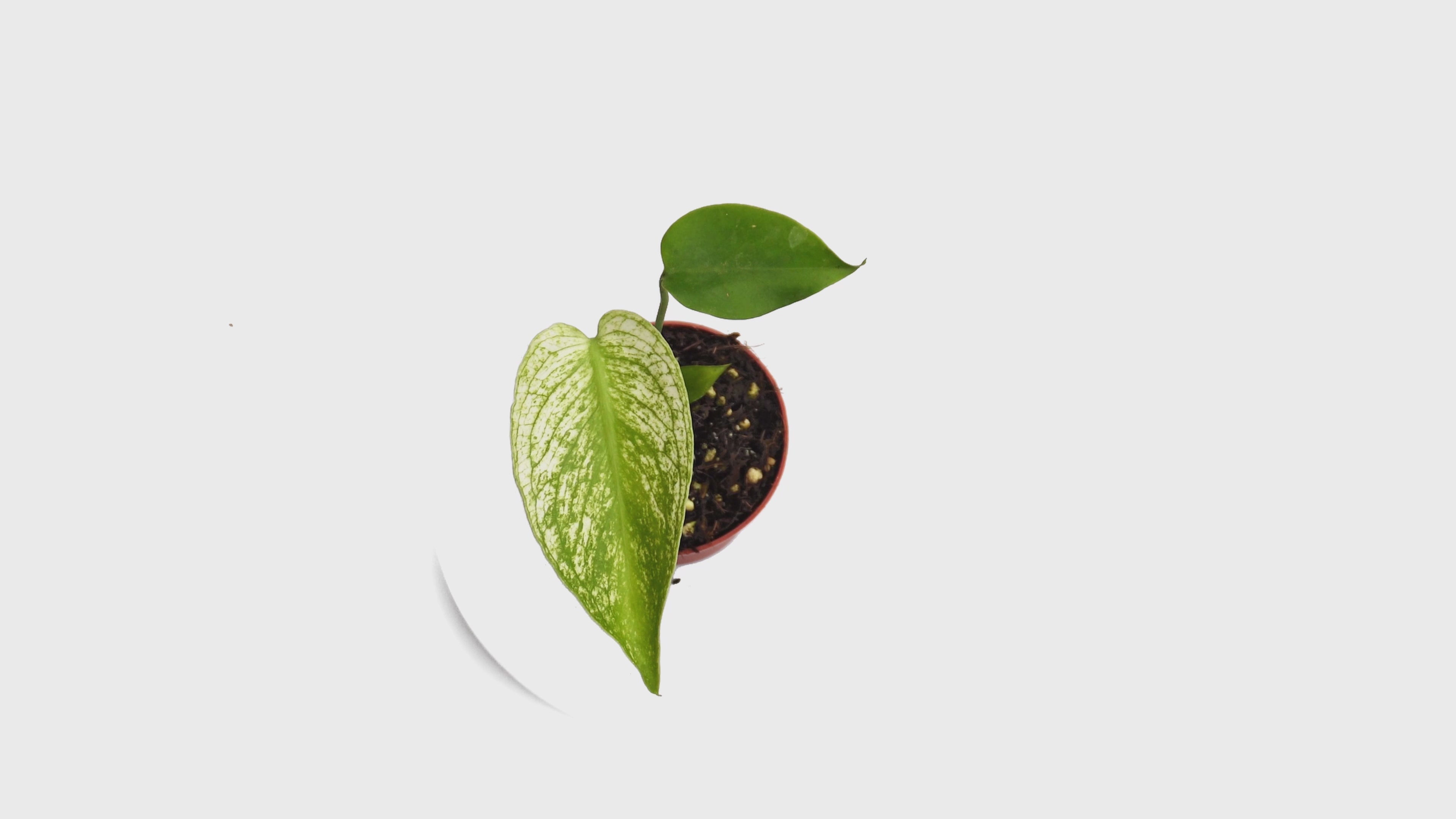 Selected Monstera Devil Monster – Casa Botanica