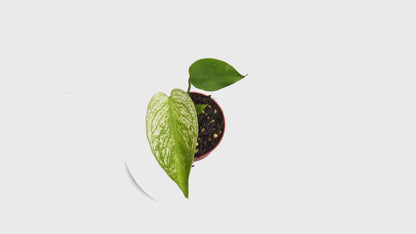 Selected Monstera Devil Monster