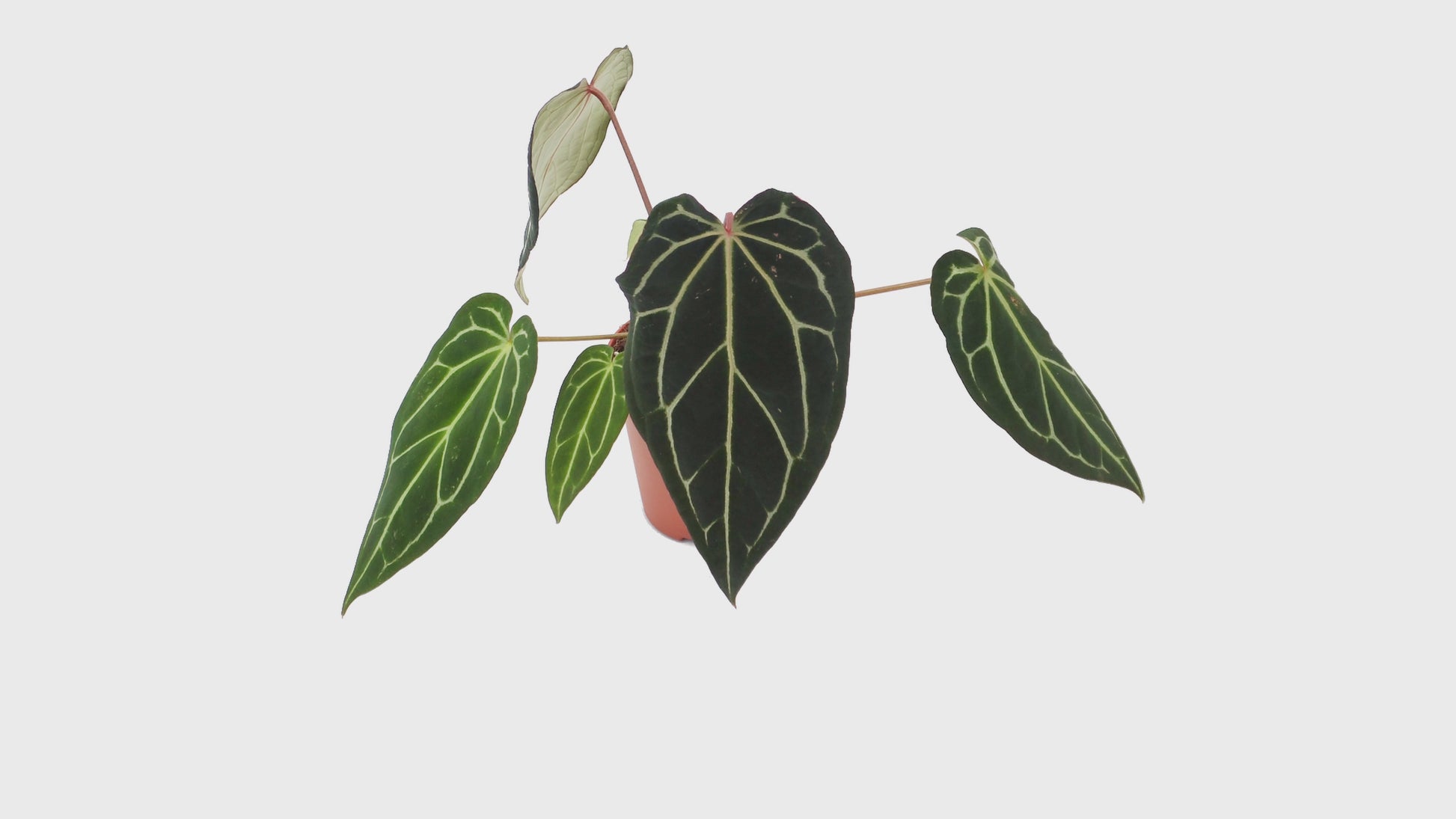 DocBlock Anthurium Michelle® '1' × Black Widow® '13' *5