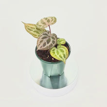 DocBlock Anthurium Angela® '35' X Angela® '35' *1