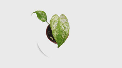 Selected Monstera Devil Monster
