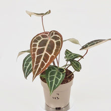 DocBlock Anthurium Michelle® '1' X DocBlock Zara® '3' *4