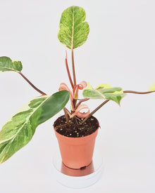 Philodendron Shady Lady *1
