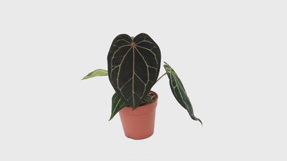 Ausgewählte DocBlock-Anthurium Michelle® '1' X Black Widow® '13' *4