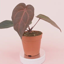 DocBlock Anthurium Minerva® '20' X Red Velvet Cake® '24' *4