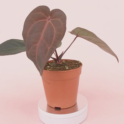 DocBlock Anthurium Minerva® '20' X Red Velvet Cake® '24' *4