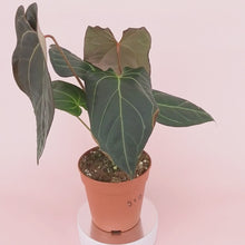 DocBlock Anthurium Dark & Handsome® '9' X Black Widow® '13' *4