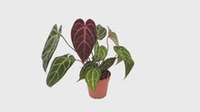DocBlock Anthurium Dark & Handsome® '9' X Zara® '14' *1