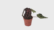 DocBlock Anthurium Minerva® '20' × Michelle Long® '22' *1