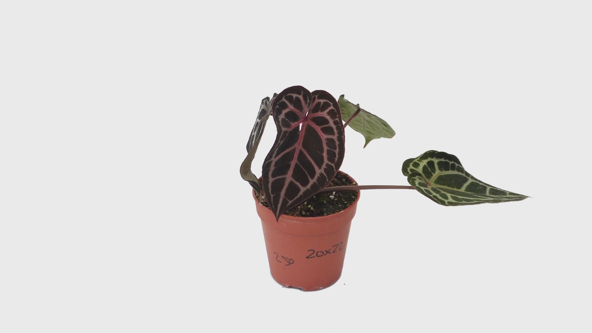 DocBlock Anthurium Minerva® '20' X Michelle Long® '22' *1