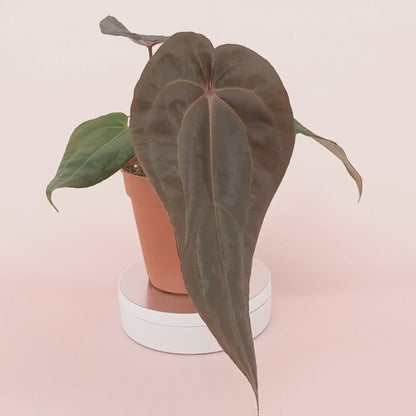 DocBlock Anthurium Minerva® '20' X Red Velvet Cake® '24' *3
