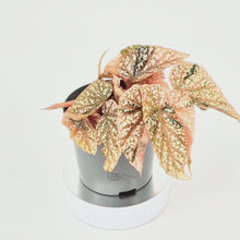 Begonia Snowcap Variegata