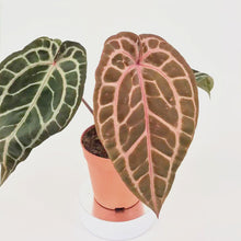 DocBlock Anthurium Zara® '33' X Home, Sweet Home® '32' *1