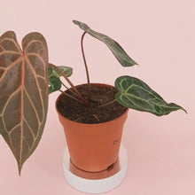 DocBlock Anthurium Zara® '29' X Purple Rain® '27' *4