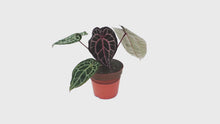 DocBlock Anthurium Zara® '29' X Zara® '3' *2