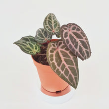 DocBlock Anthurium Brown Derby® '39' X Home, Sweet Home® '32' *5