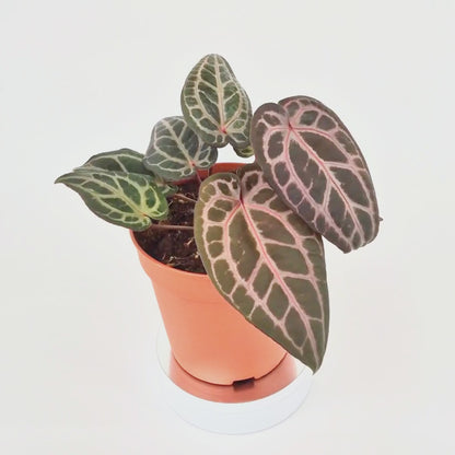 DocBlock Anthurium Brown Derby® '39' X Home, Sweet Home® '32' *5
