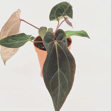 DocBlock Anthurium Black Widow® '43' X Red Velvet Cake® '24' *4