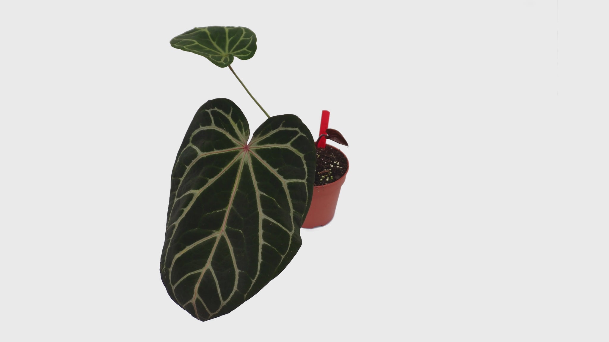 DocBlock Anthurium Zara® '26' X Michelle® '23' *1