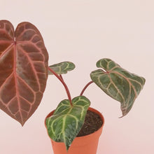 DocBlock Anthurium Brown Derby® '39' X Home, Sweet Home® '32' *4