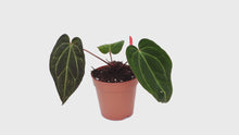 DocBlock Anthurium Michelle® '1' X Black Widow® '13' *10