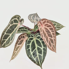 DocBlock Anthurium Michelle® '10' X Minerva® '20' *1
