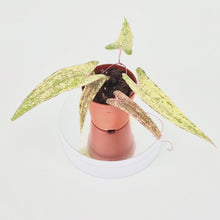 Discorea Pixel Pink
