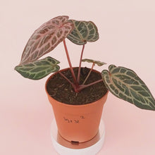 DocBlock Anthurium Brown Derby® '39' X Home, Sweet Home® '32' *2