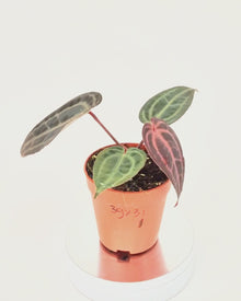 DocBlock Anthurium Brown Derby® '39' X Zara® '31' *1