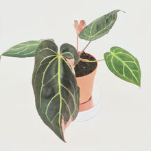 DocBlock Anthurium Dark & Handsome® '9' X Black Widow® Variegata '13' *1
