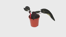 DocBlock Anthurium Red Velvet Cake® '24' X Black Widow® '13' *2