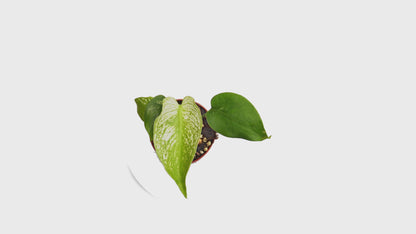 Selected Monstera Devil Monster