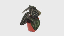 DocBlock Anthurium Zara® '29' X Purple Rain® '27' *1
