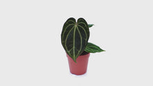 DocBlock Anthurium Michelle® '1' X Black Widow® '13' *6